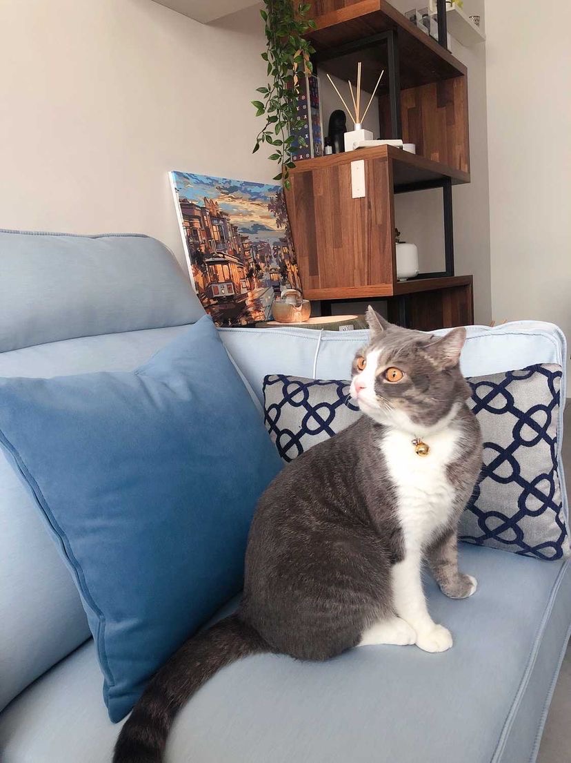 顧客開箱|Venus維納斯沙發|睡眠王國集團.沙發大師